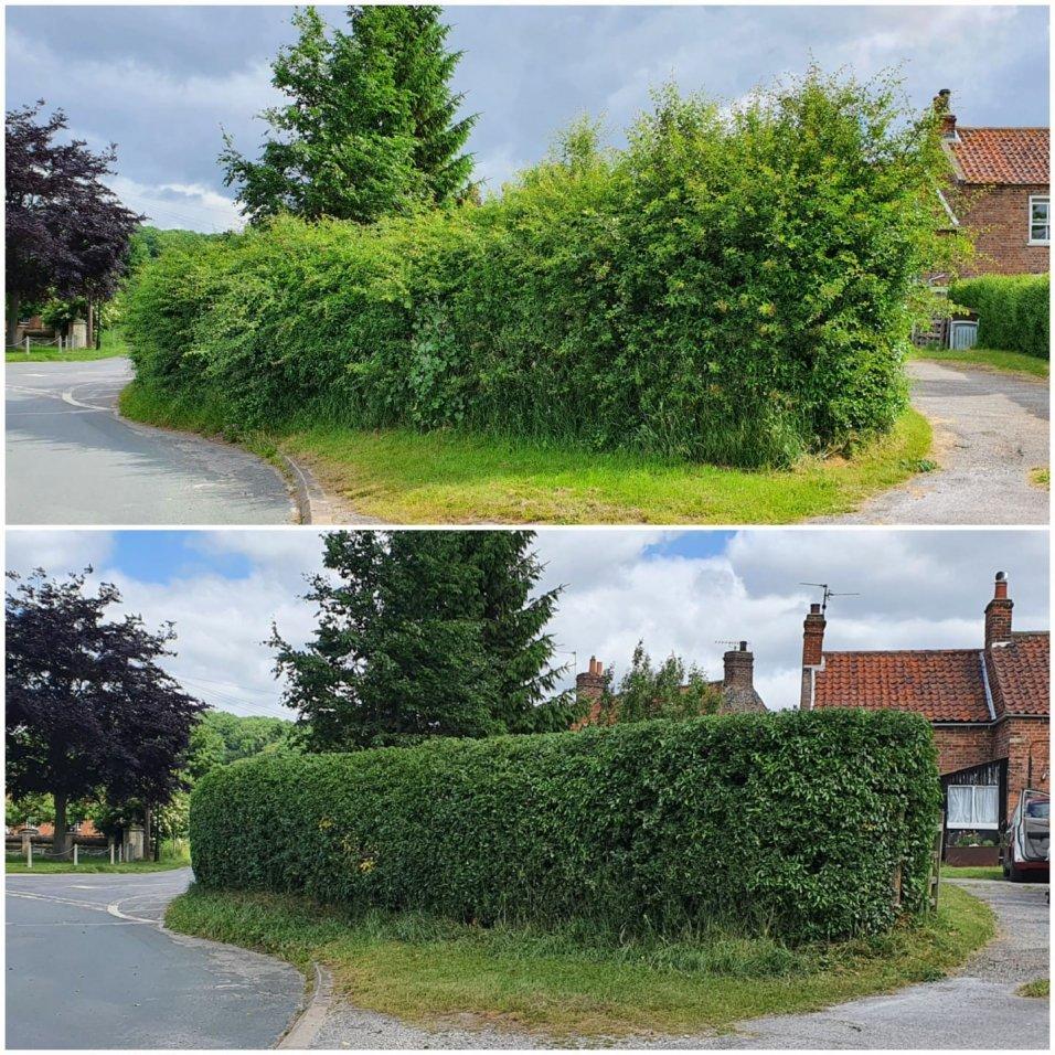 hedge trimming and pruning before after