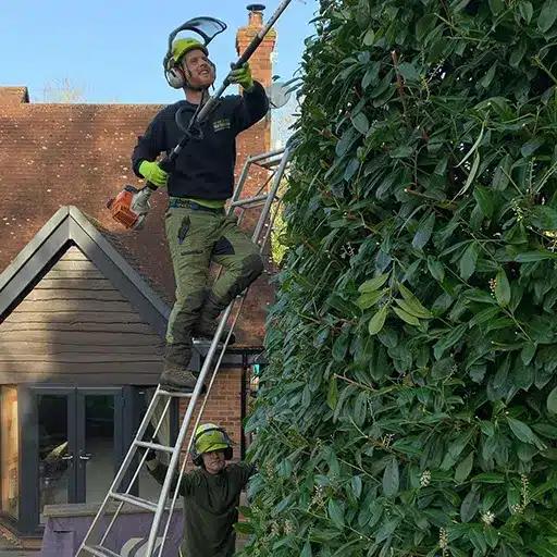 hedge trimming and pruning service in Hounslow