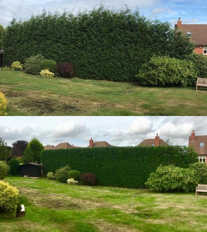 hedge-trimming-before-after
